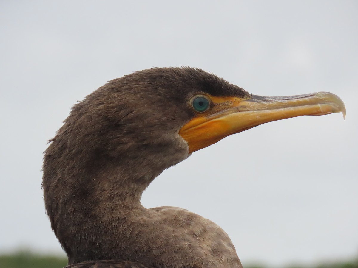 Double-crested Cormorant - ML646661189
