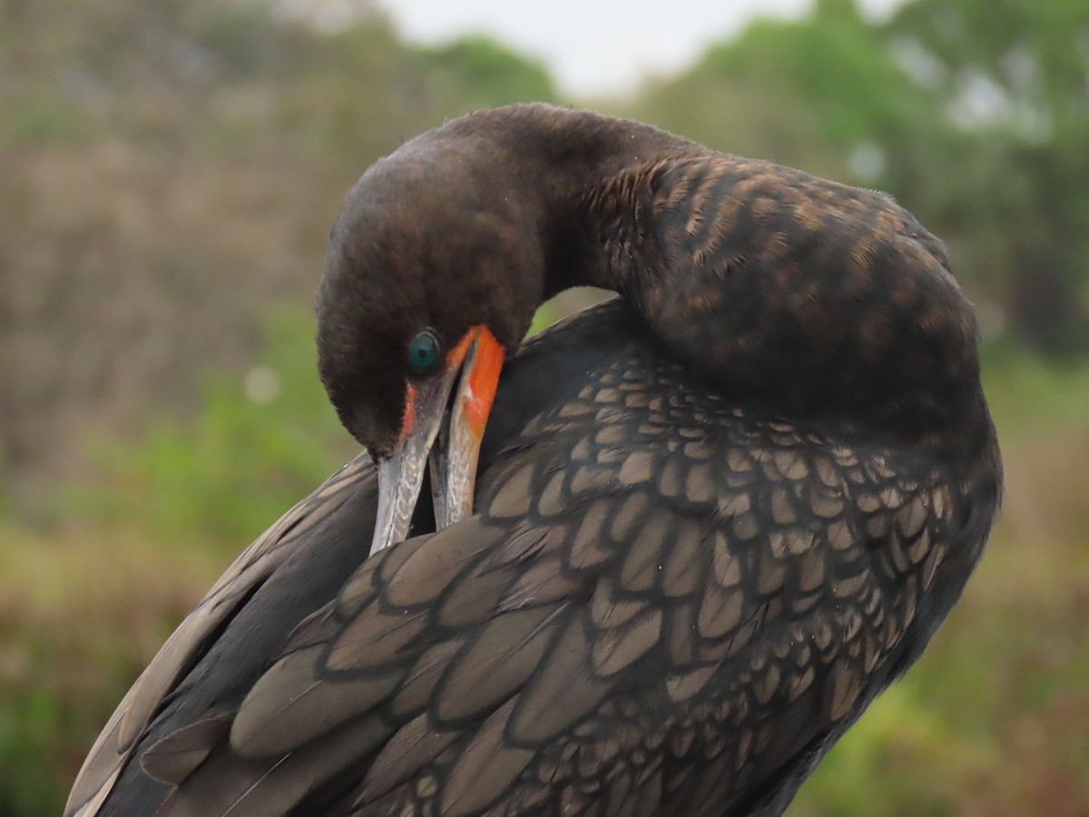 Double-crested Cormorant - ML646661190