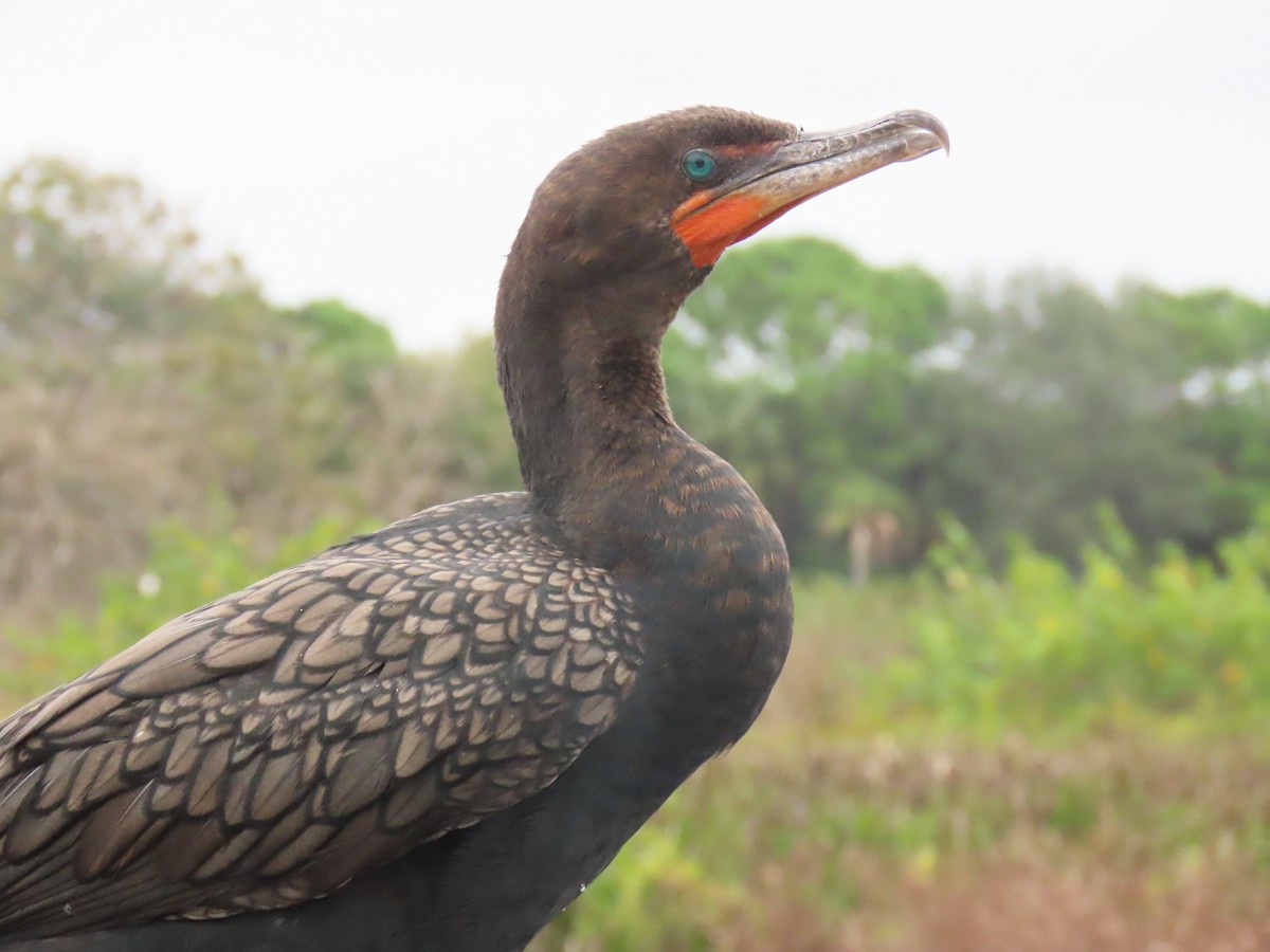 Double-crested Cormorant - ML646661191