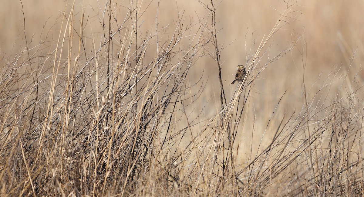 Savannah Sparrow (Savannah) - ML646661192