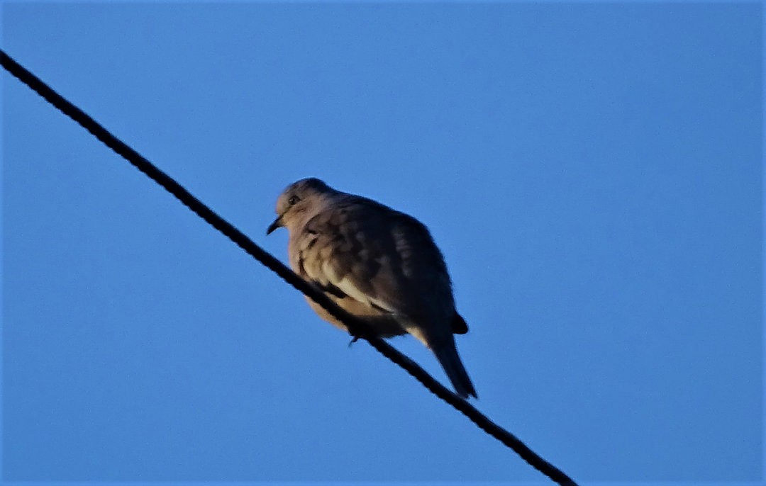 Picui Ground Dove - ML646661196