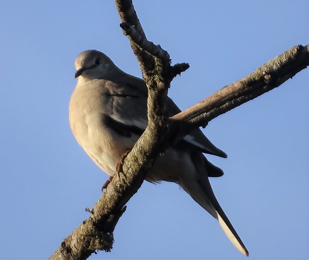 Picui Ground Dove - ML646661197
