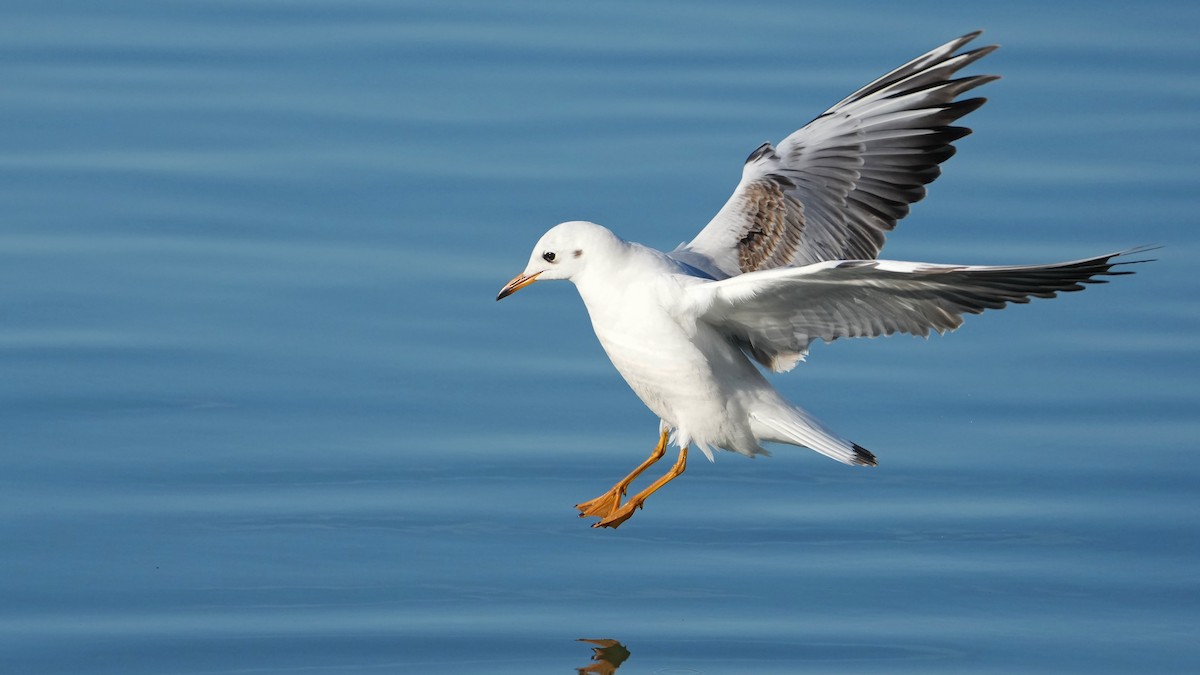 Black-headed Gull - ML646661200