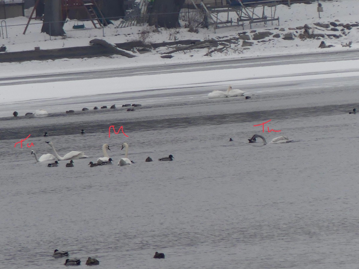 Mute Swan - ML646661201