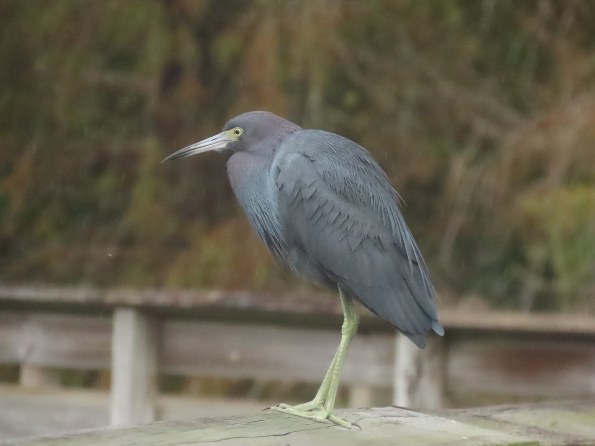 Little Blue Heron - ML646661204