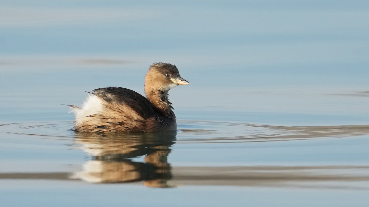 Little Grebe - ML646661214