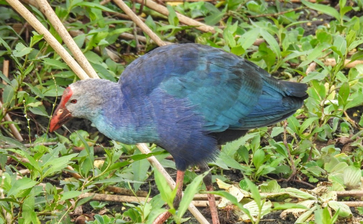 Gray-headed Swamphen - ML646661216