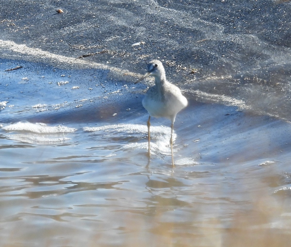 オオキアシシギ - ML646661217