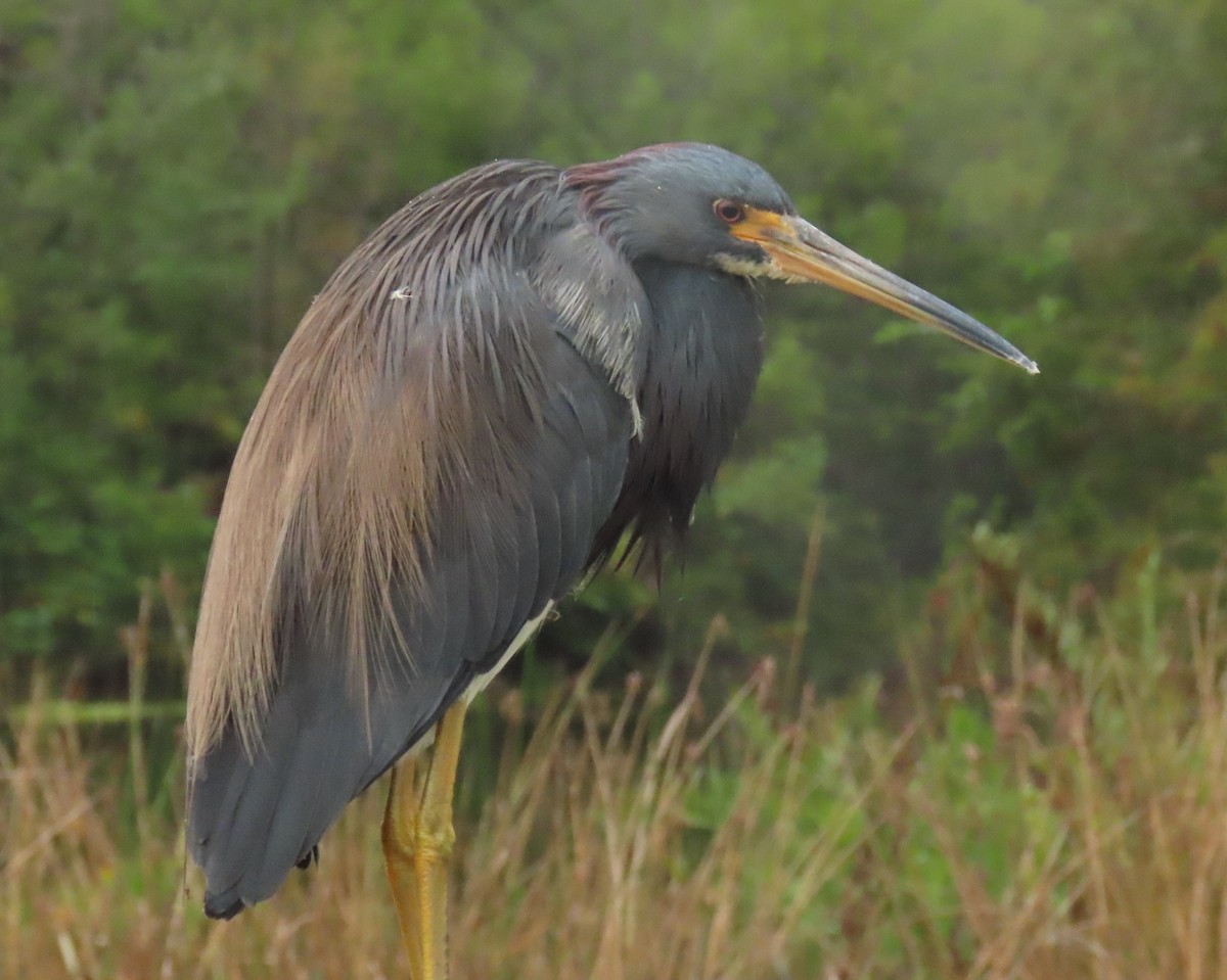 Tricolored Heron - ML646661218