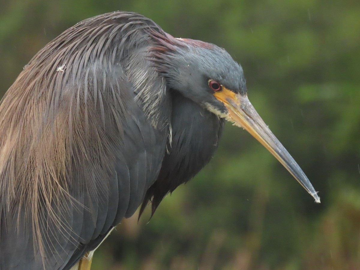 Tricolored Heron - ML646661219