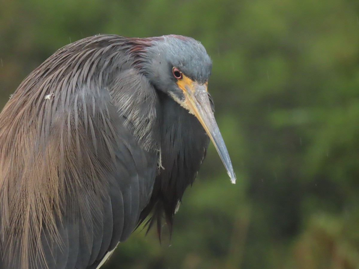 Tricolored Heron - ML646661220
