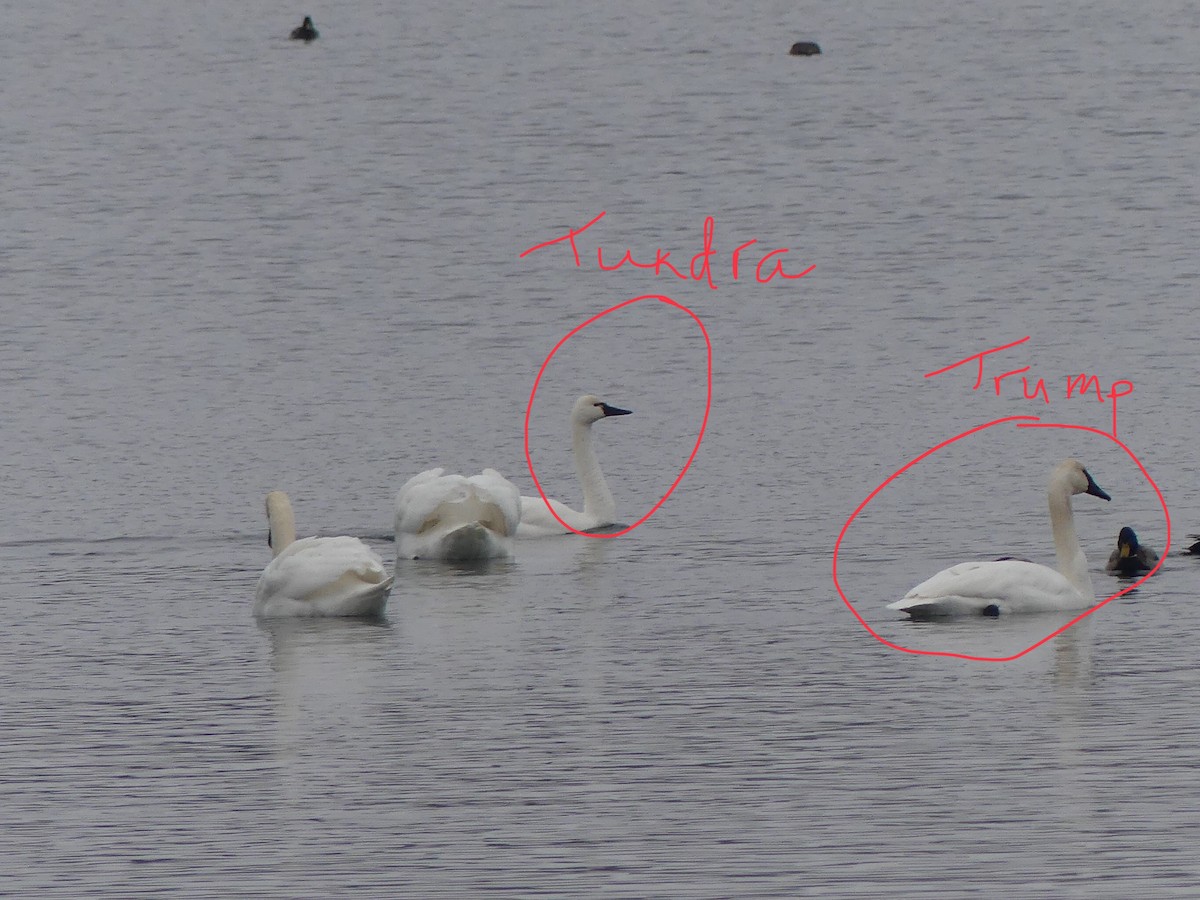 Trumpeter Swan - ML646661222