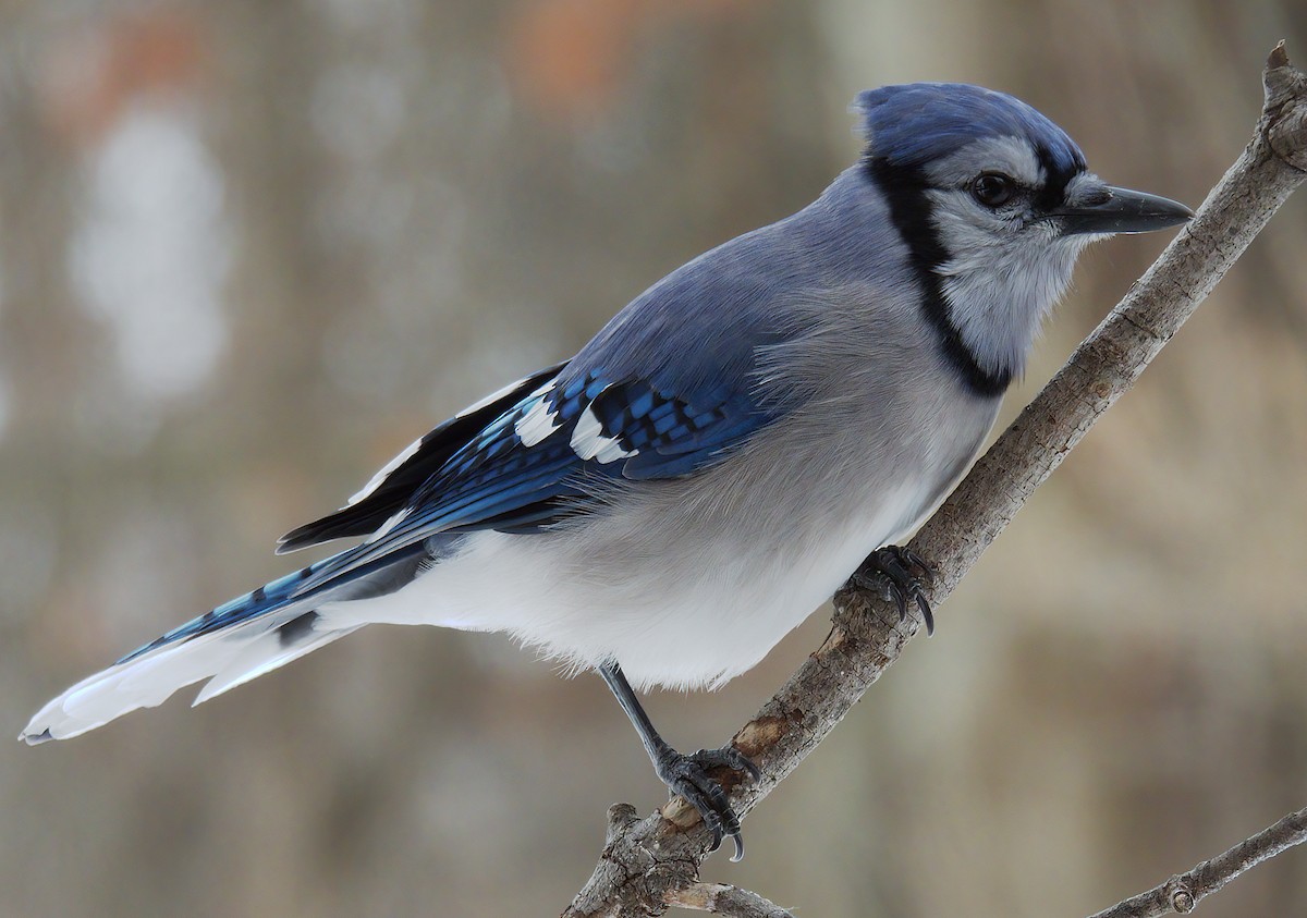 Blue Jay - ML646661223