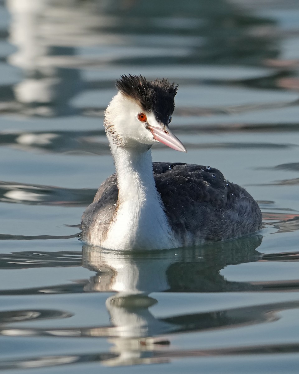 Great Crested Grebe - ML646661225