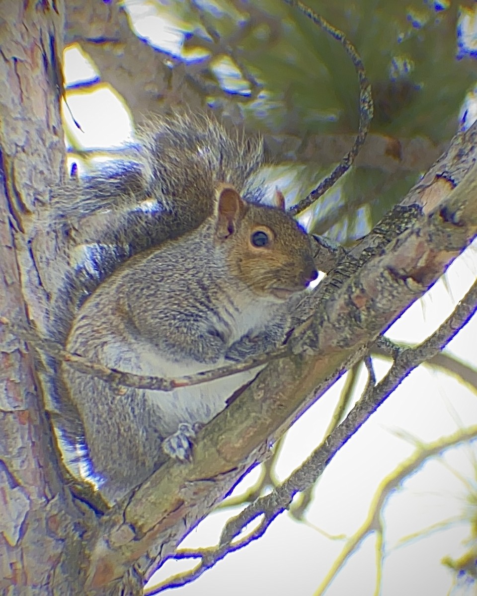 Eastern Gray Squirrel - ML646661226