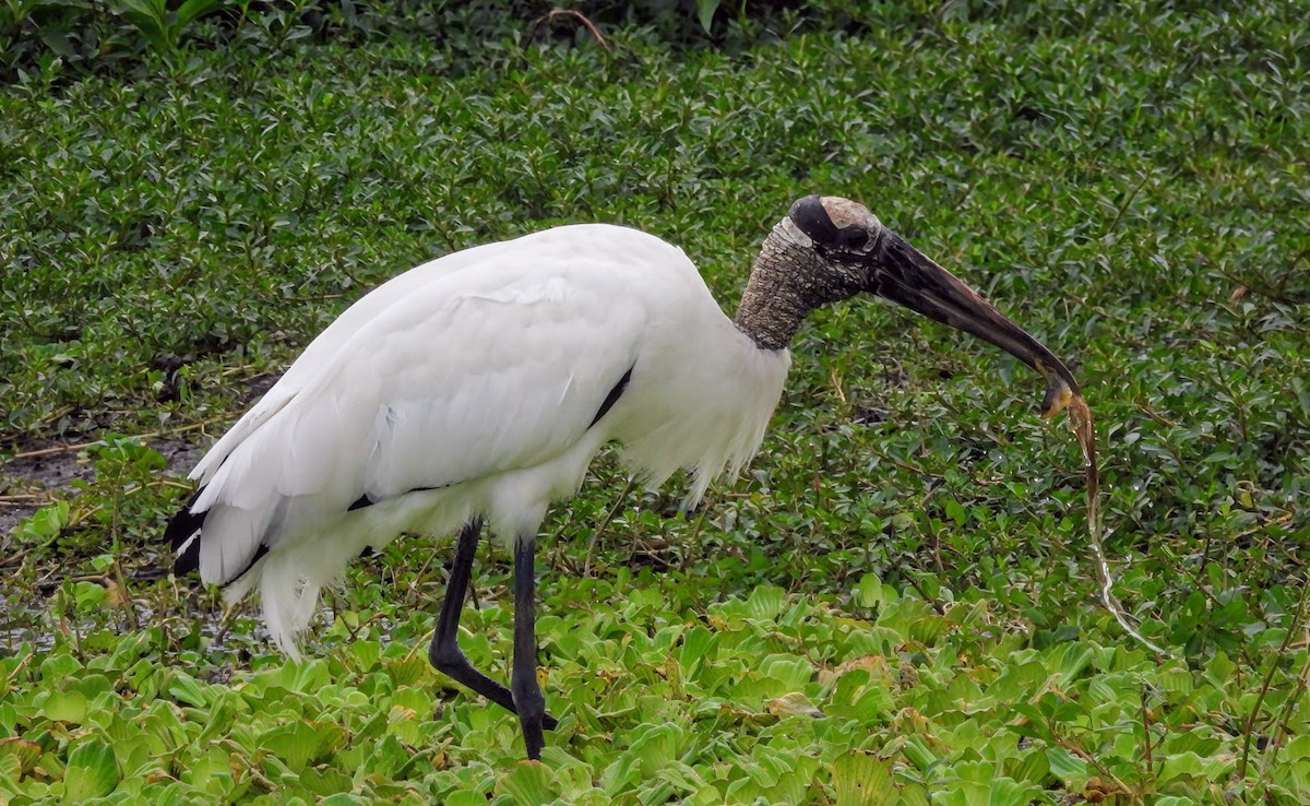 Wood Stork - ML646661227