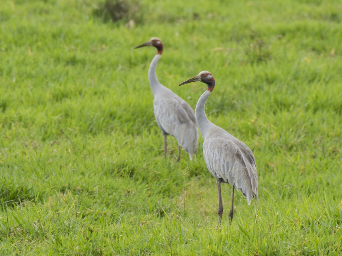 Sarus Crane - ML646661228