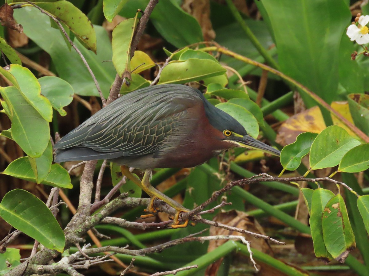 Green Heron - ML646661230