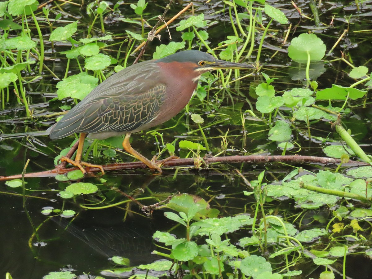 Green Heron - ML646661231
