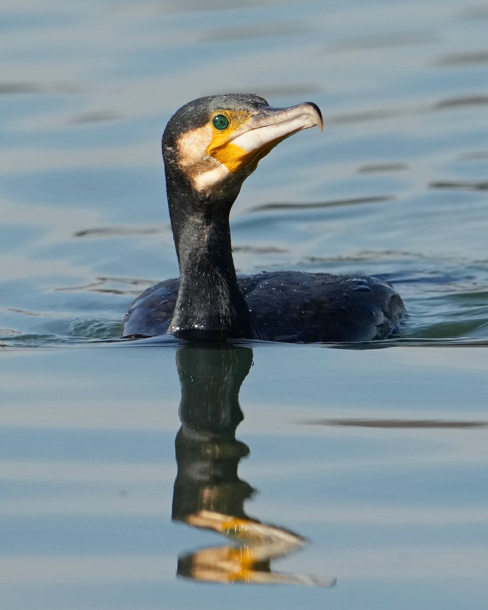 Great Cormorant - ML646661233