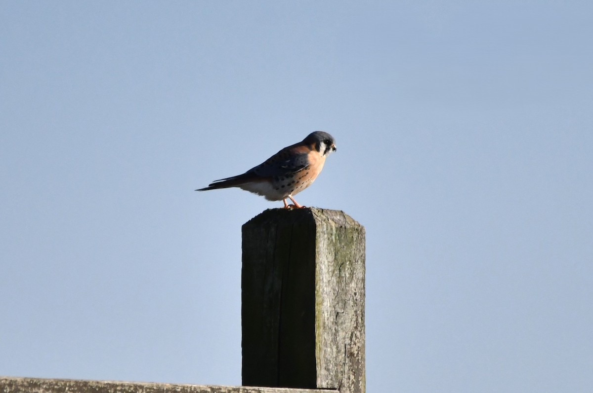 American Kestrel - ML646661234