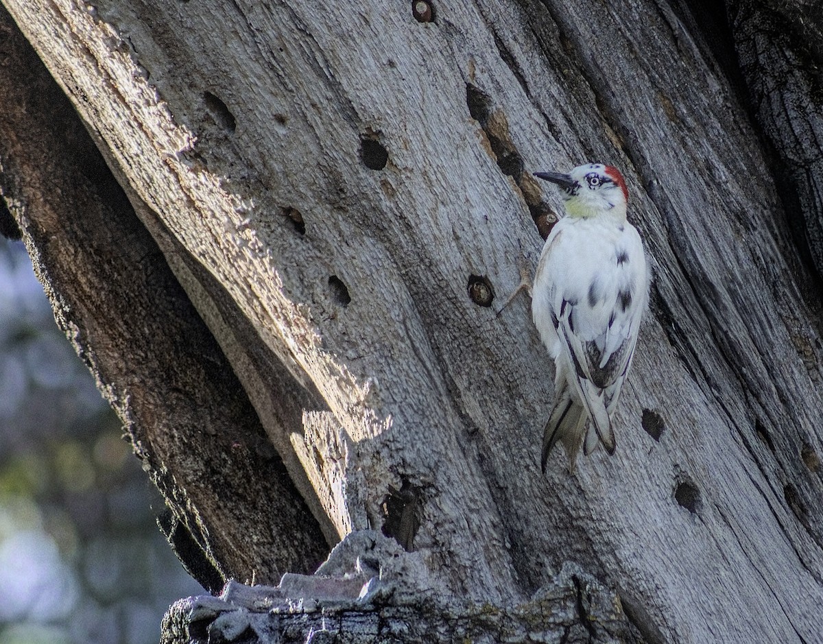 ドングリキツツキ - ML646661236