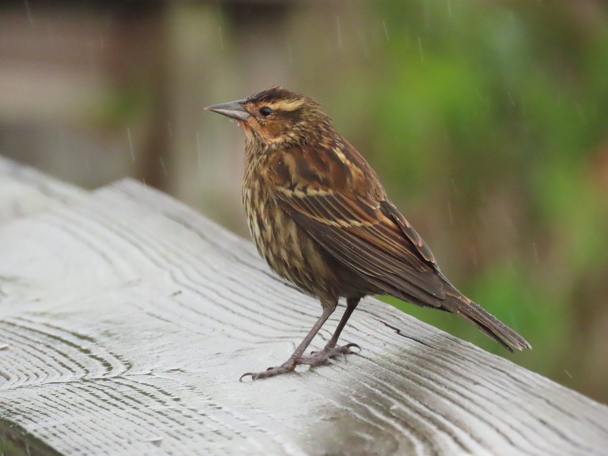 Red-winged Blackbird - ML646661237