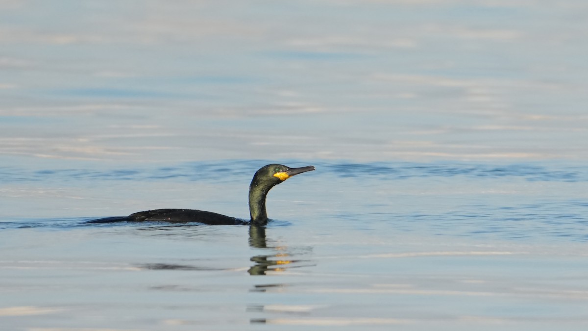 European Shag - ML646661238