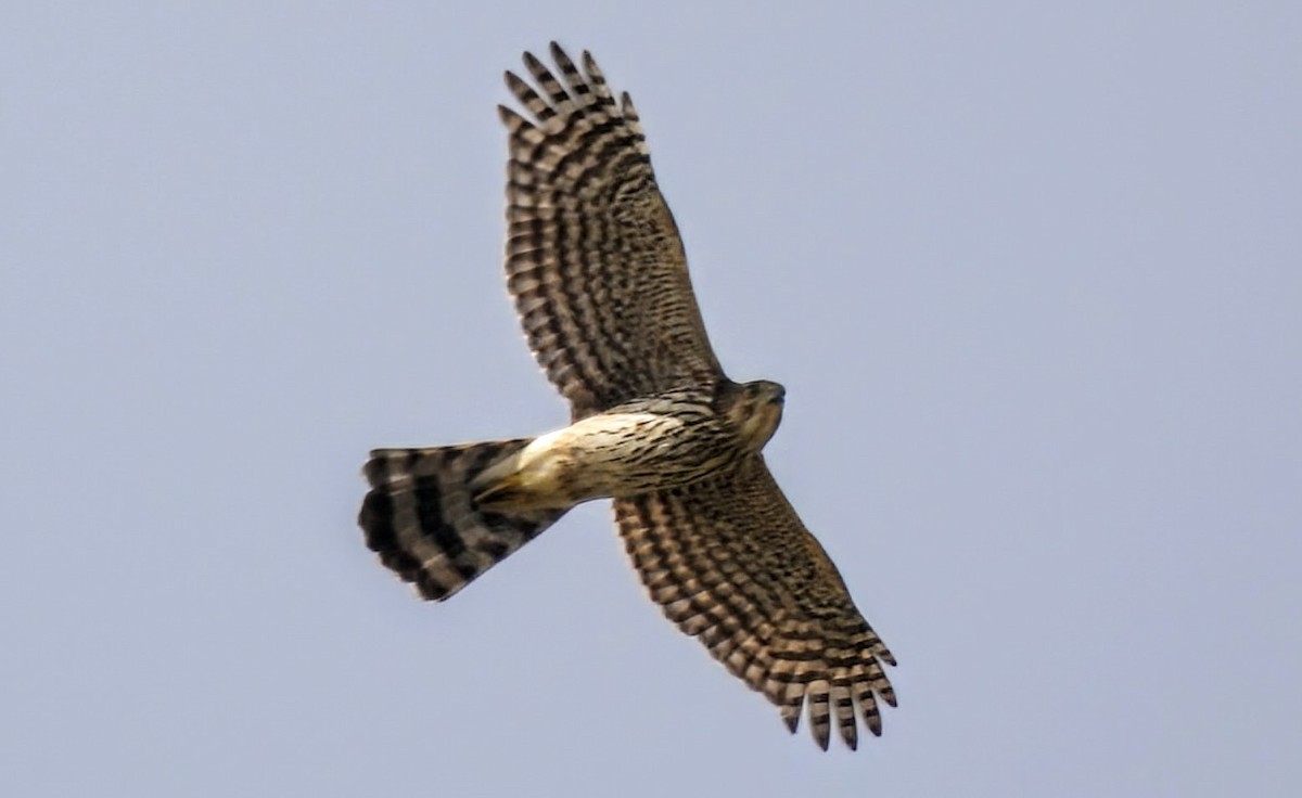 Cooper's Hawk - ML646661239