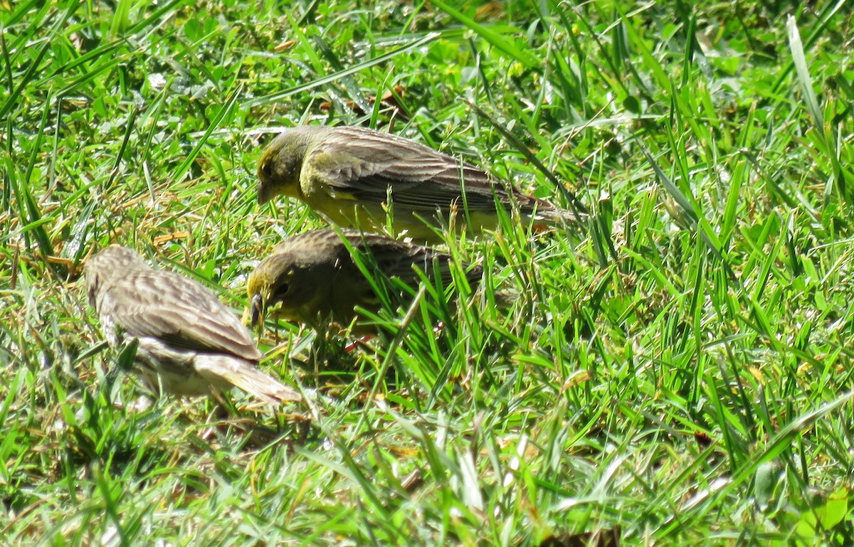 Короткоклювый зерноед - ML646661240