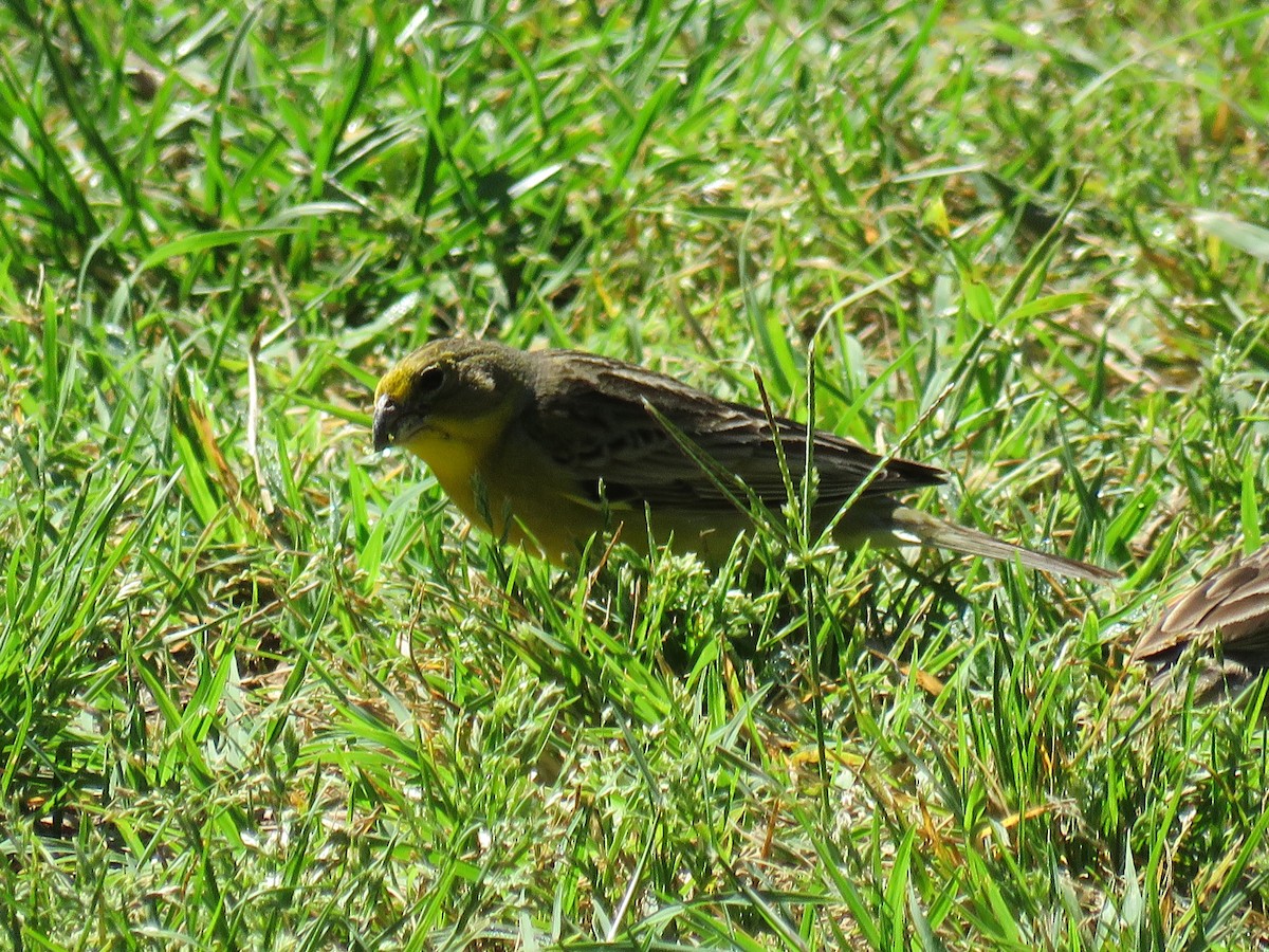 Короткоклювый зерноед - ML646661241