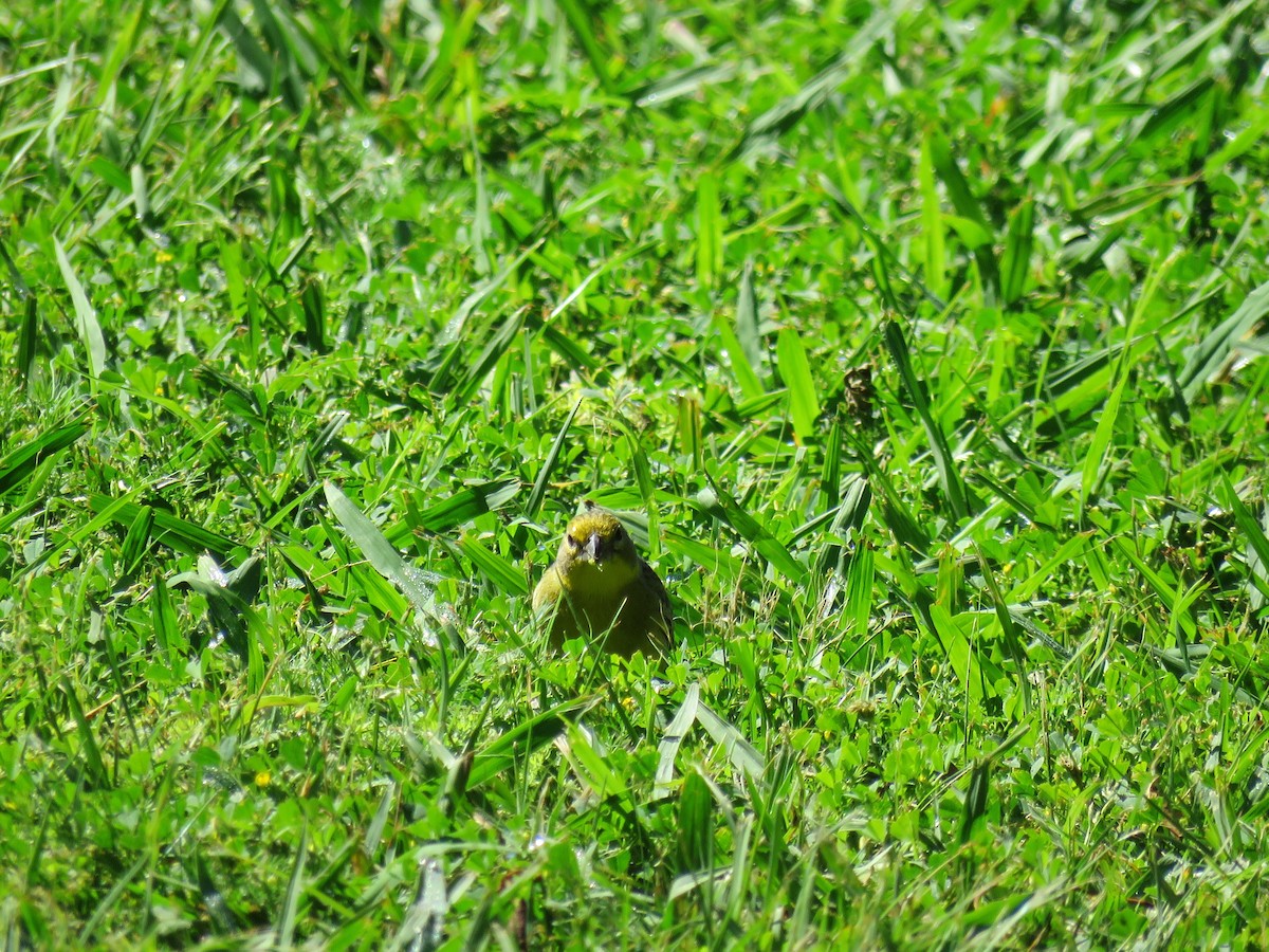 Короткоклювый зерноед - ML646661242