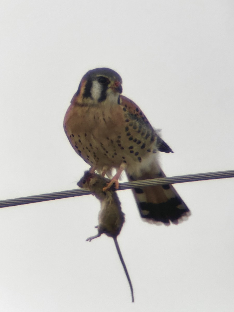 American Kestrel - ML646661243