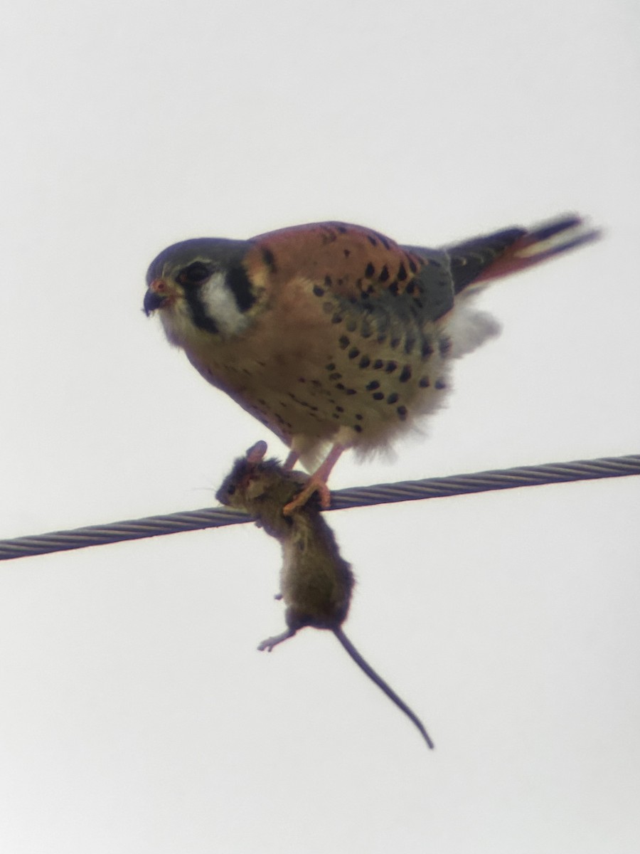 American Kestrel - ML646661244