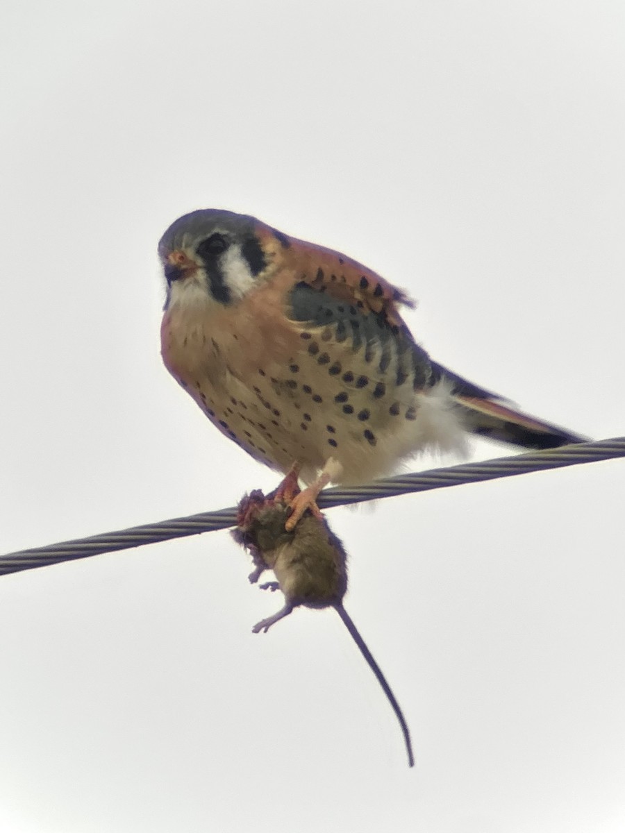 American Kestrel - ML646661246