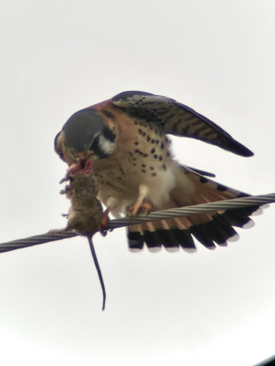 American Kestrel - ML646661247