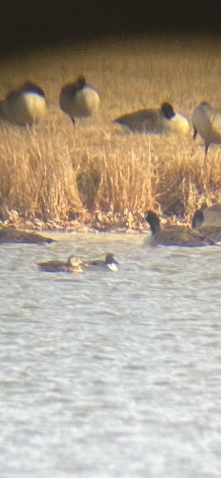 Northern Pintail - ML646661249
