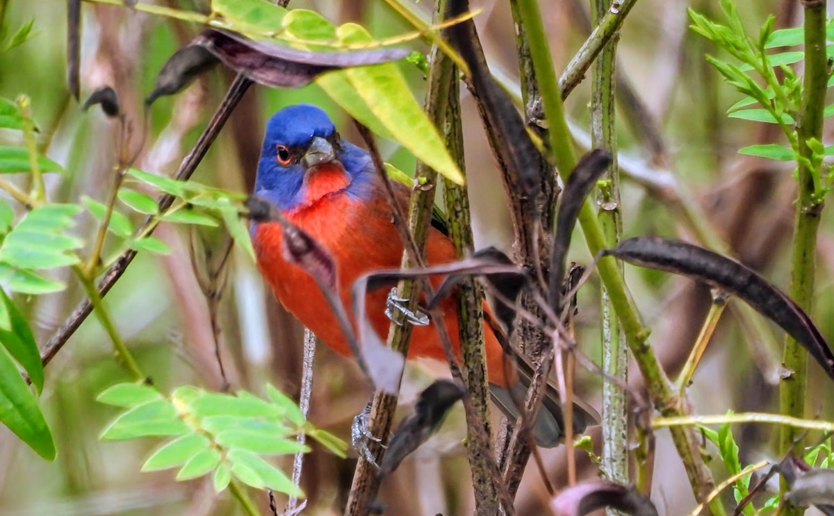 Painted Bunting - ML646661255