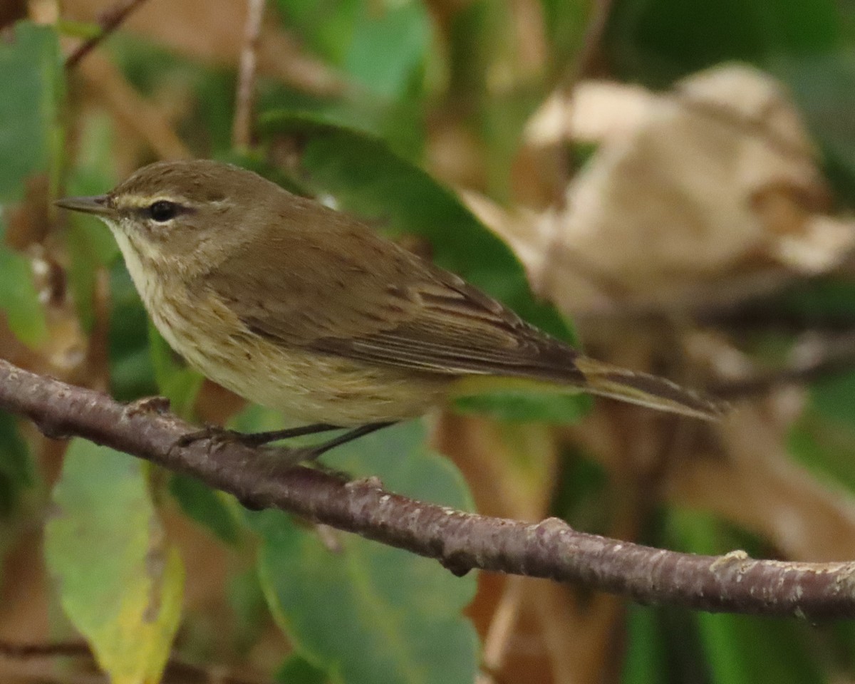 Palm Warbler - ML646661256