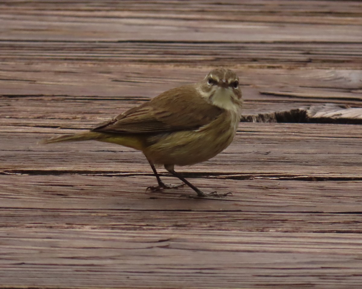 Palm Warbler - ML646661257
