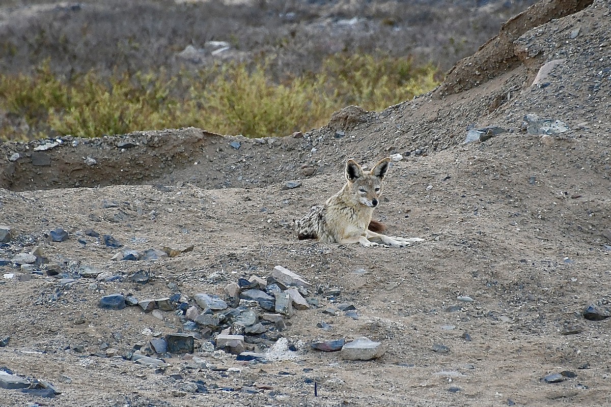 Southern Black-backed Jackal - ML646661258