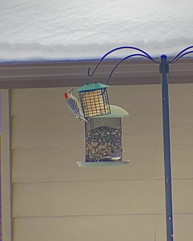 Red-bellied Woodpecker - ML646661259