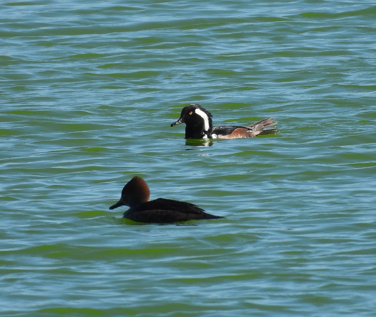 Hooded Merganser - ML646661260