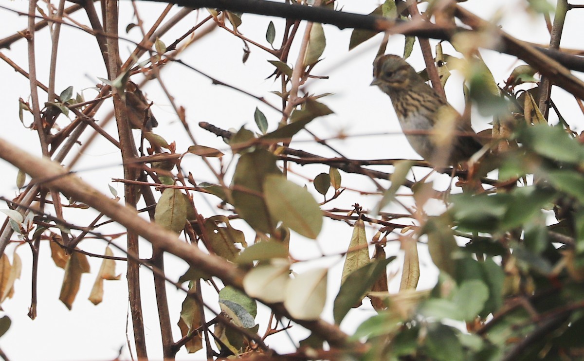 Lincoln's Sparrow - ML646661261