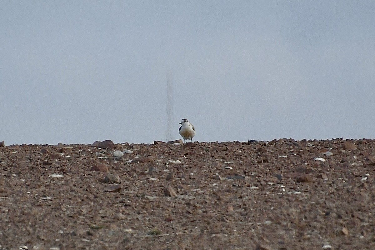 Белолобый зуёк - ML646661262