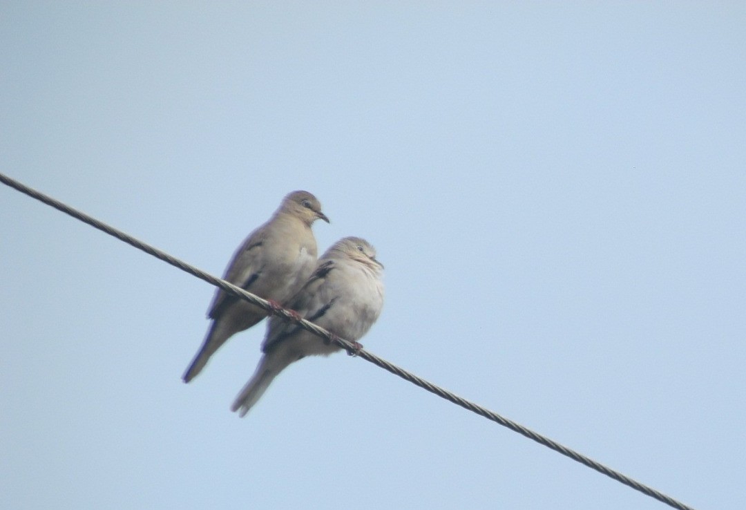 Picui Ground Dove - ML646661263