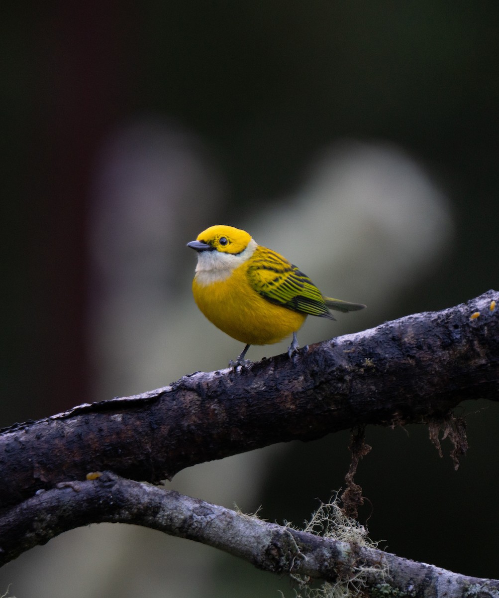 Silver-throated Tanager - ML646661264