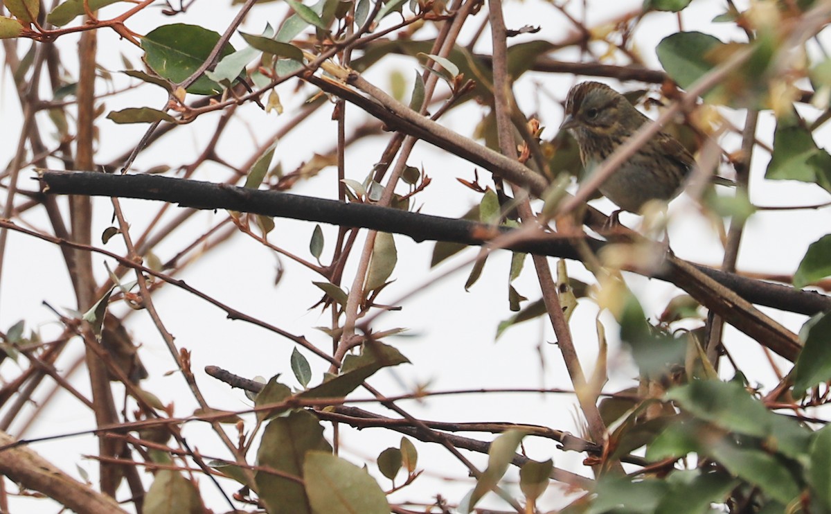 Lincoln's Sparrow - ML646661265