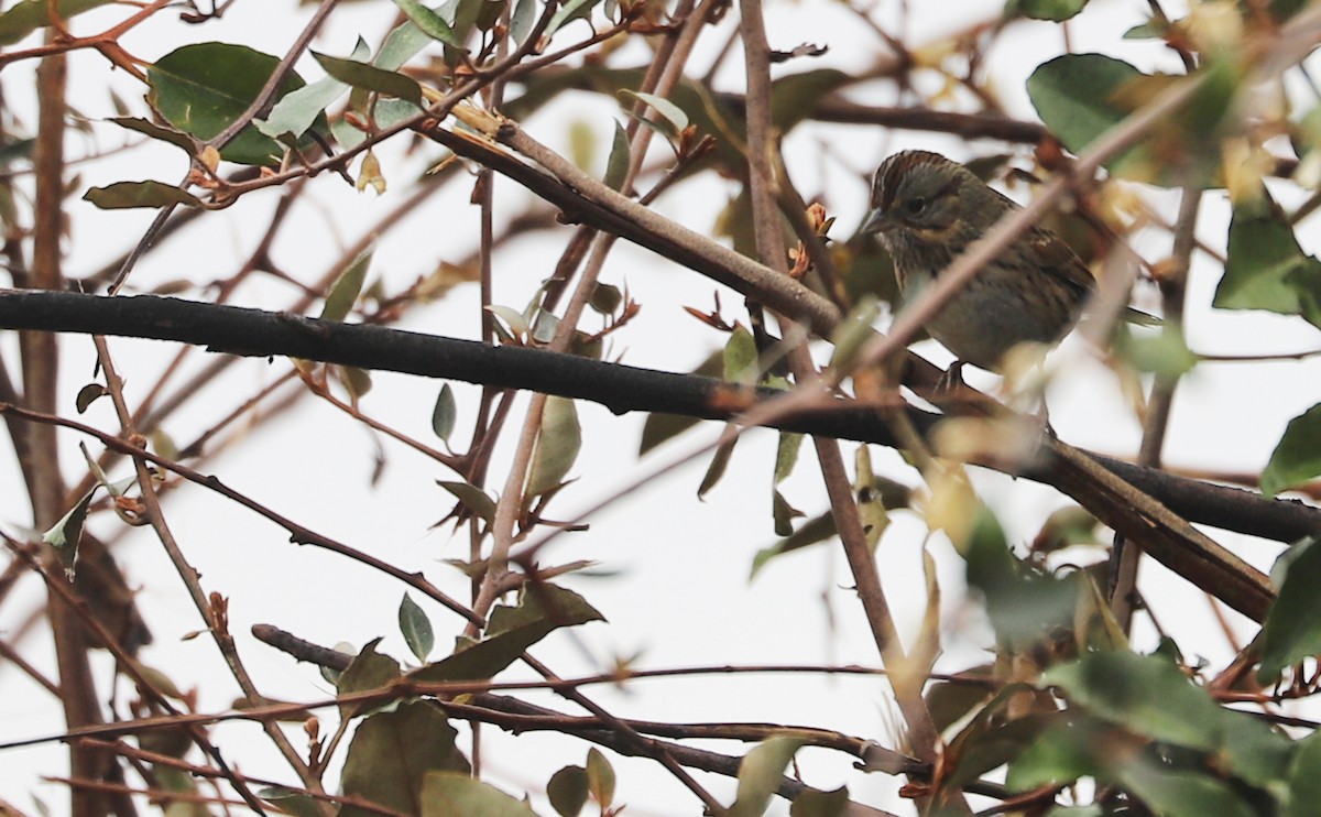 Lincoln's Sparrow - ML646661267