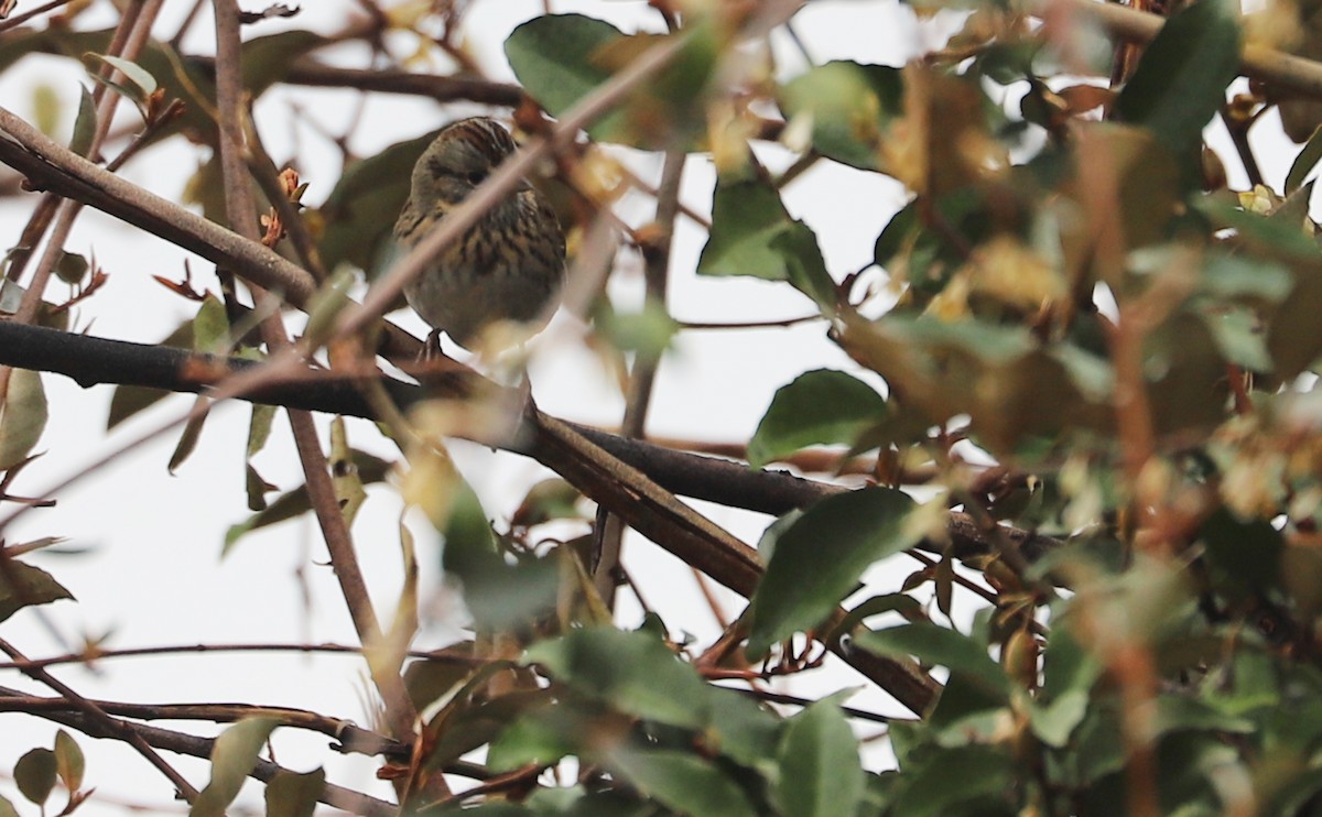 Lincoln's Sparrow - ML646661268